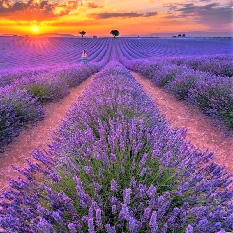 Lavender Live Plants - Image 2