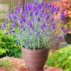 Lavender Live Plants