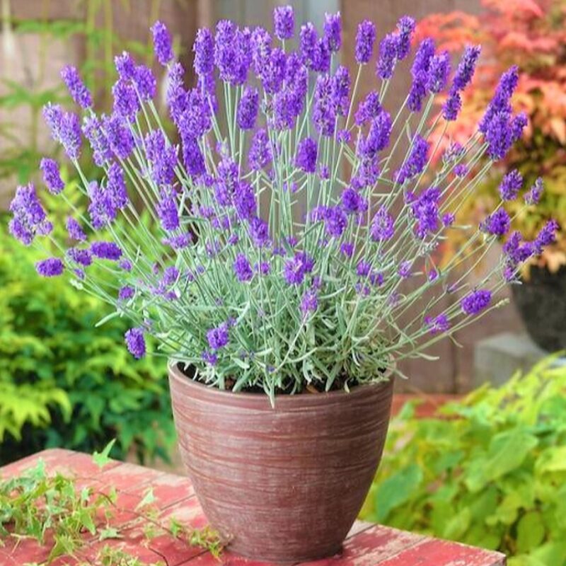Lavender Live Plants