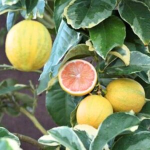 Alternative view of Variegated Pink Lemon Tree Live Plant -No ship CA, HI