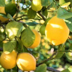 Alternative view of Bears Lemon Tree Live Plant