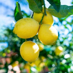 Bears Lemon Tree Live Plant