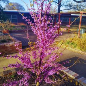 Alternative view of 80 Giant Redbud Tree Seeds - Showy Flowering Shrub Cercis Gigantea Red Bud Trees Live Plants Bareroot Seedlings Outdoor Fast Growing