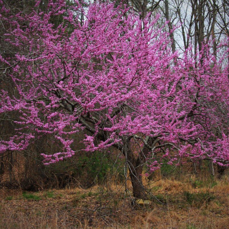 10 Eastern Redbud Trees Live Plants - 6"-12" - Zones 4-9 - Cercis Canadensis Red Bud Trees Live Plants Bareroot Seedlings Outdoor Fast Growing - Image 4