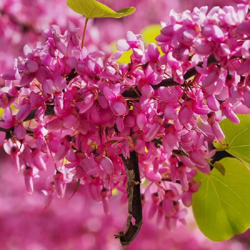 10 Eastern Redbud Trees Live Plants - 6"-12" - Zones 4-9 - Cercis Canadensis Red Bud Trees Live Plants Bareroot Seedlings Outdoor Fast Growing - Image 2