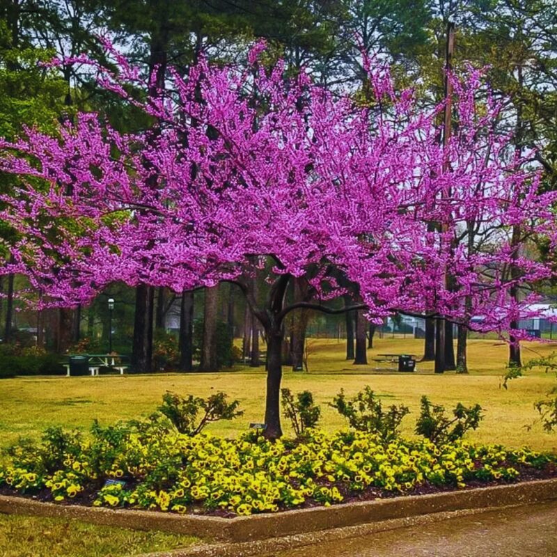 10 Eastern Redbud Trees Live Plants - 6"-12" - Zones 4-9 - Cercis Canadensis Red Bud Trees Live Plants Bareroot Seedlings Outdoor Fast Growing - Image 3