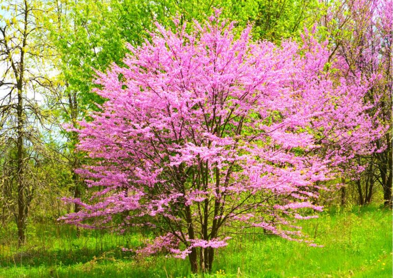 10 Eastern Redbud Trees Live Plants - 6"-12" - Zones 4-9 - Cercis Canadensis Red Bud Trees Live Plants Bareroot Seedlings Outdoor Fast Growing