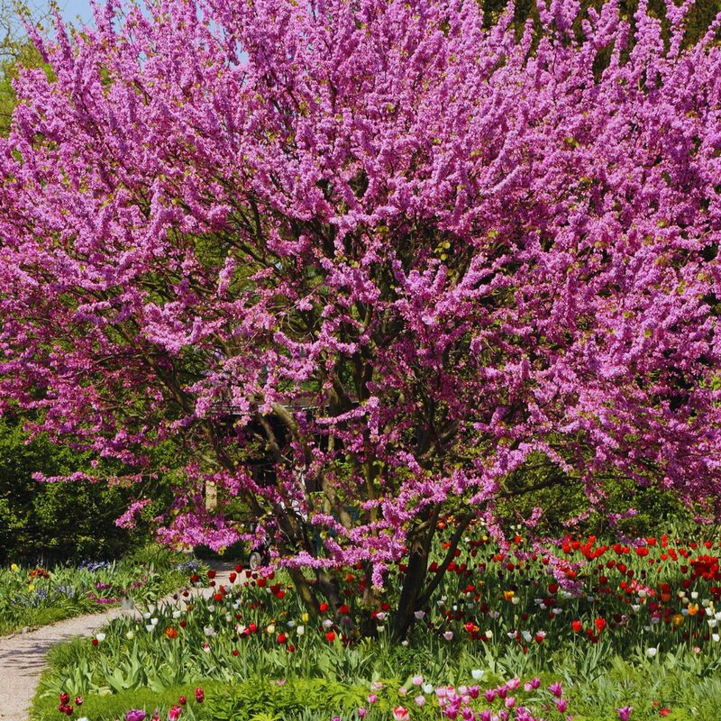 5 Eastern Redbud Trees Live Plants - 6"-12" - Zones 4-9 - Cercis Canadensis Red Bud Trees Live Plants Bareroot Seedlings Outdoor Fast Growing