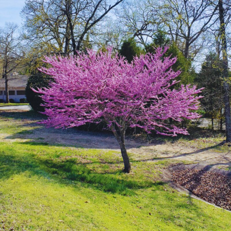 Pack 8 Eastern Redbud Trees Live Plants Quart Pot, 10-15 Inc, Cercis Canadensis Red Bud Trees Live Plants Outdoor Fast Growing - Image 4