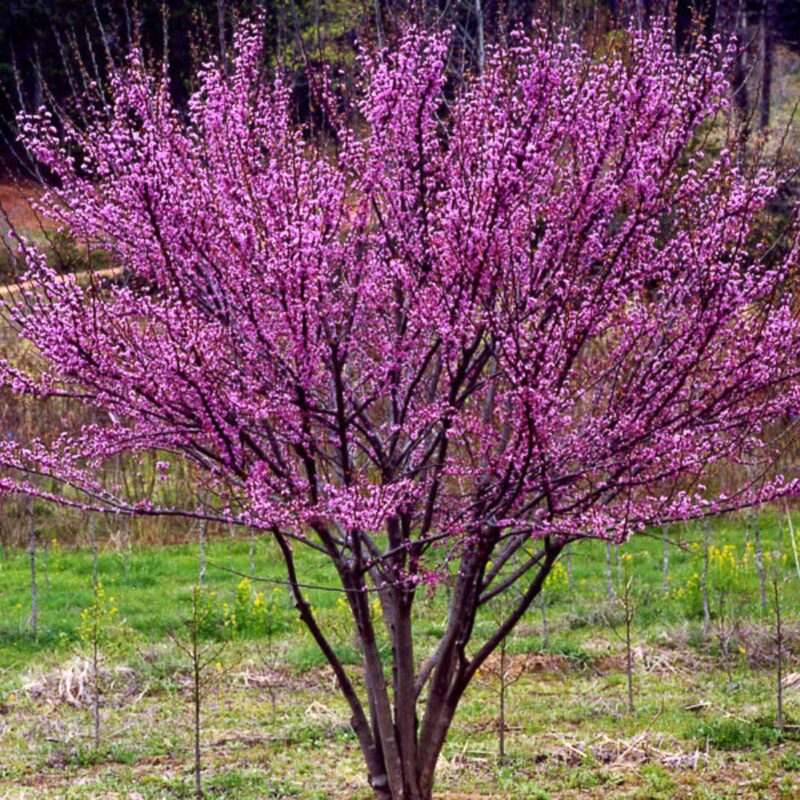 Pack 8 Eastern Redbud Trees Live Plants Quart Pot, 10-15 Inc, Cercis Canadensis Red Bud Trees Live Plants Outdoor Fast Growing - Image 3