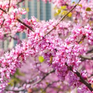 Alternative view of Pack 8 Eastern Redbud Trees Live Plants Quart Pot, 10-15 Inc, Cercis Canadensis Red Bud Trees Live Plants Outdoor Fast Growing