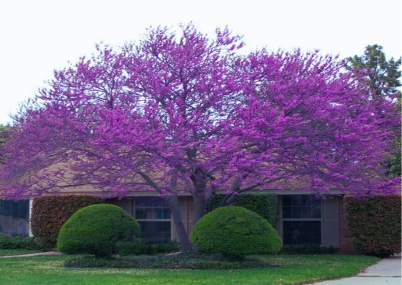 Set 4 Eastern Redbud Trees Live Plants Quart Pot, 10-15 Inc, Cercis Canadensis Red Bud Trees Live Plants Outdoor Fast Growing - Image 3
