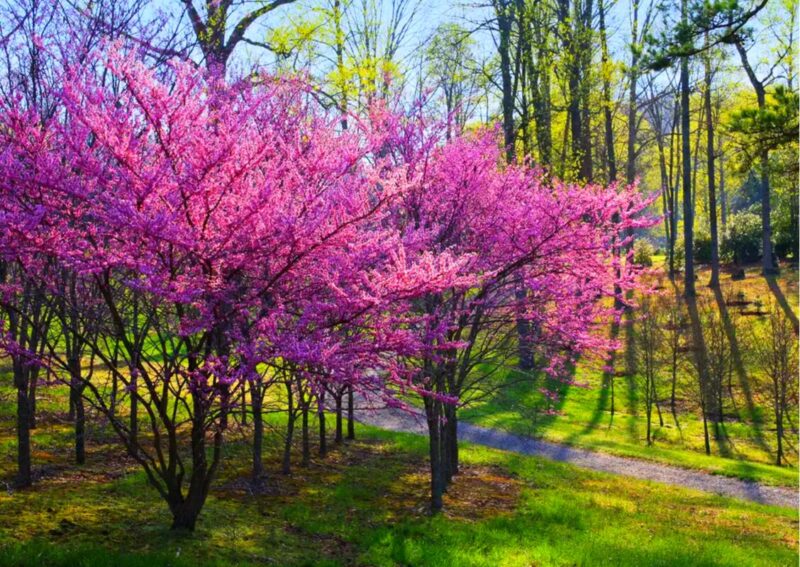 Set 4 Eastern Redbud Trees Live Plants Quart Pot, 10-15 Inc, Cercis Canadensis Red Bud Trees Live Plants Outdoor Fast Growing