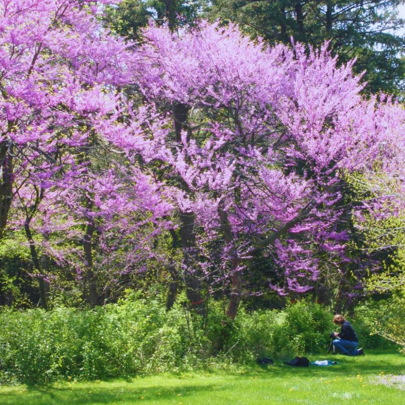 Set 2 Eastern Redbud Tree - 4-5 Ft Cercis Canadensis Hearts of Gold - 2 Yrs Old- Zones 5-9 - Native Eastern Red Bud Live Plants Outdoor - Fast Growing - Image 4