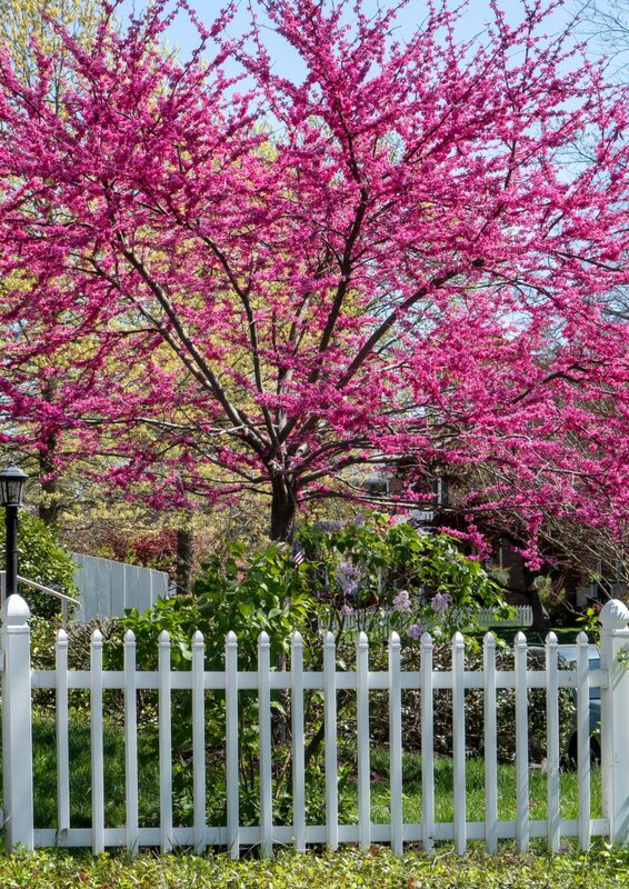 Set 2 Eastern Redbud Tree - 4-5 Ft Cercis Canadensis Hearts of Gold - 2 Yrs Old- Zones 5-9 - Native Eastern Red Bud Live Plants Outdoor - Fast Growing - Image 2