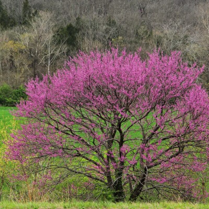 Large Eastern Redbud Tree - 4-5 Ft Cercis Canadensis Hearts of Gold - 2 Yrs Old- Zones 5-9 - Native Eastern Red Bud Live Plants Outdoor - Fast Growing - Image 4