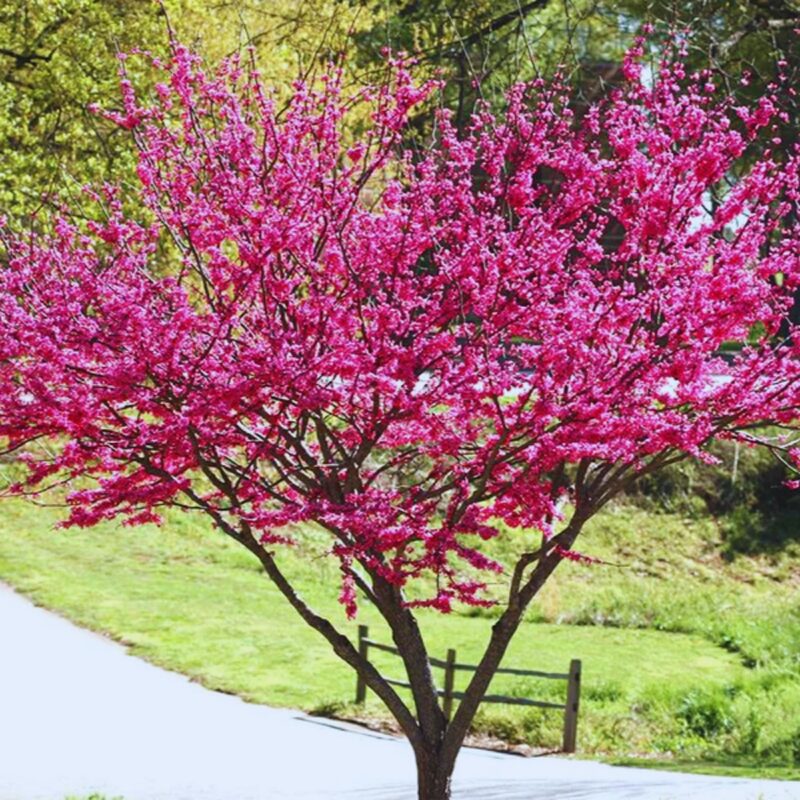 Large Eastern Redbud Tree - 4-5 Ft Cercis Canadensis Hearts of Gold - 2 Yrs Old- Zones 5-9 - Native Eastern Red Bud Live Plants Outdoor - Fast Growing - Image 2