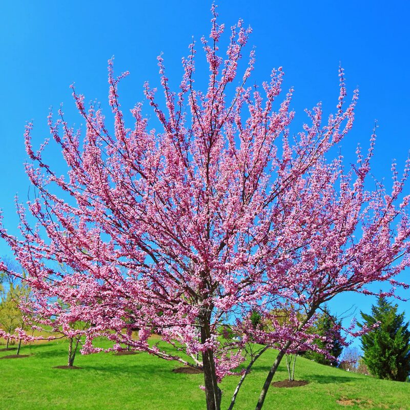 Set 3 Forest Pansy Redbud Trees - 4-5 Ft - 2 Years Old- Zones 5-9 - Native Eastern Red Bud Trees Live Plants Outdoor - Fast Growing Cercis Canadensis - Image 4