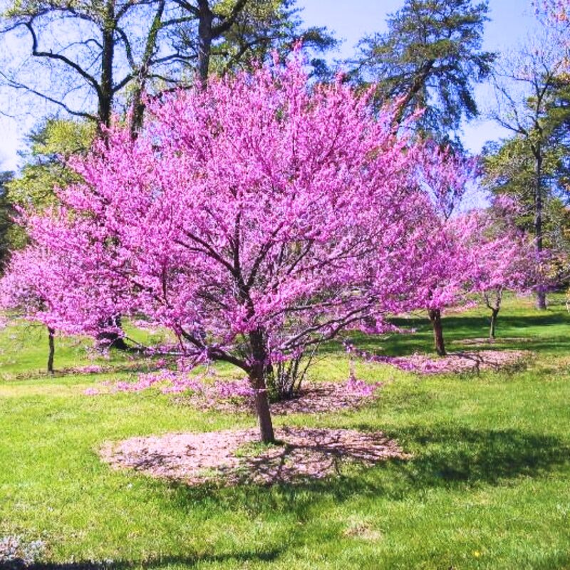 Set 3 Forest Pansy Redbud Trees - 4-5 Ft - 2 Years Old- Zones 5-9 - Native Eastern Red Bud Trees Live Plants Outdoor - Fast Growing Cercis Canadensis