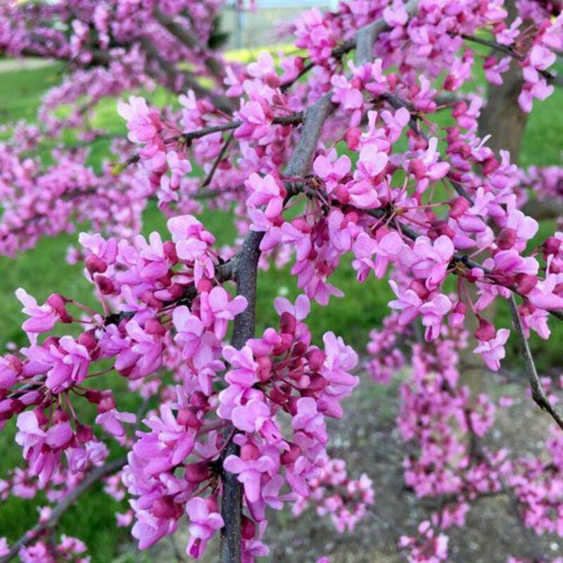 Set 3 Forest Pansy Redbud Trees - 4-5 Ft - 2 Years Old- Zones 5-9 - Native Eastern Red Bud Trees Live Plants Outdoor - Fast Growing Cercis Canadensis - Image 2