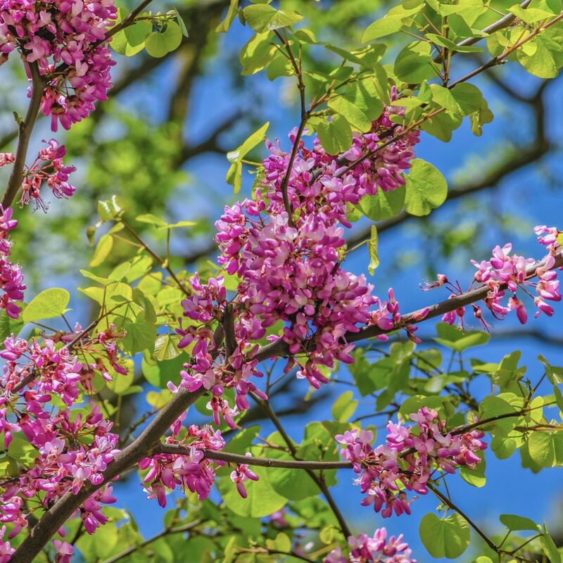 Set 2 Forest Pansy Redbud Trees - 4-5 Ft - 2 Years Old- Zones 5-9 - Native Eastern Red Bud Trees Live Plants Outdoor - Fast Growing Cercis Canadensis - Image 4