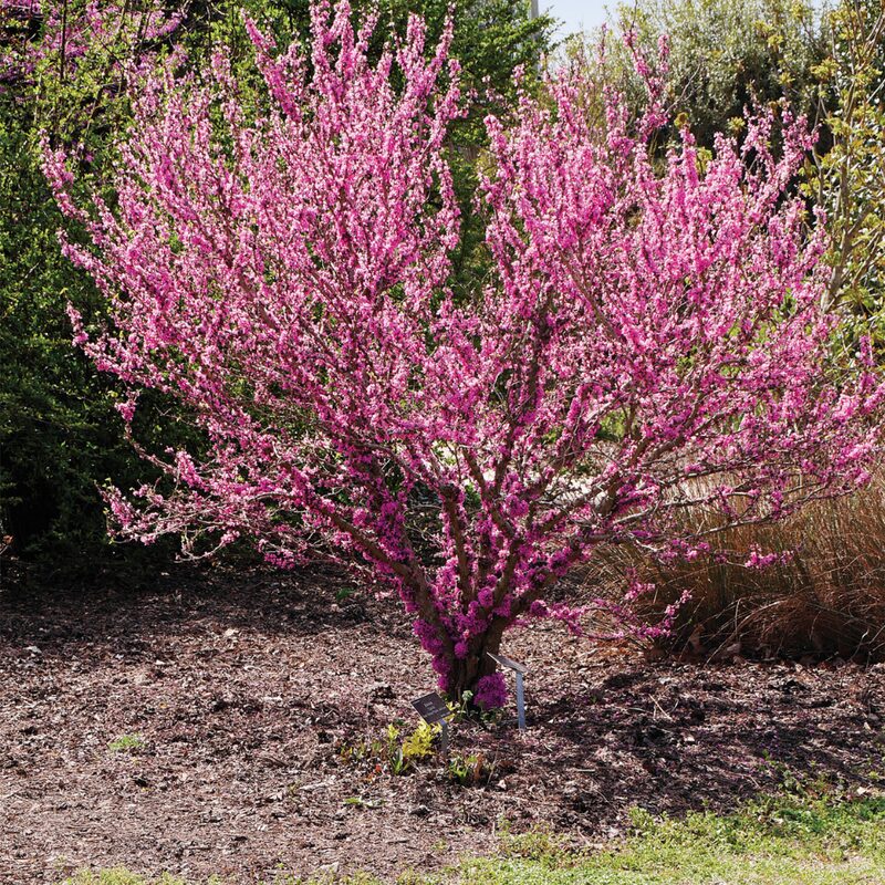 Set 2 Forest Pansy Redbud Trees - 4-5 Ft - 2 Years Old- Zones 5-9 - Native Eastern Red Bud Trees Live Plants Outdoor - Fast Growing Cercis Canadensis - Image 3