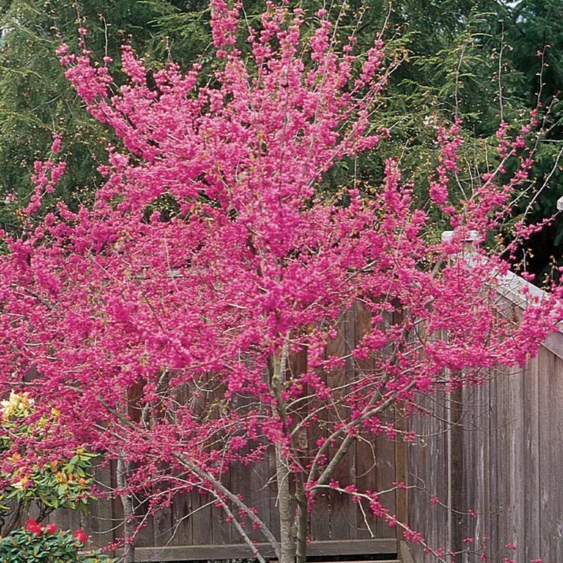 Set 2 Forest Pansy Redbud Trees - 4-5 Ft - 2 Years Old- Zones 5-9 - Native Eastern Red Bud Trees Live Plants Outdoor - Fast Growing Cercis Canadensis - Image 2