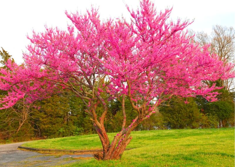 Set 2 Forest Pansy Redbud Trees - 4-5 Ft - 2 Years Old- Zones 5-9 - Native Eastern Red Bud Trees Live Plants Outdoor - Fast Growing Cercis Canadensis