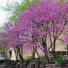 14 Eastern Redbud Trees - 12-24" Stunning Spring Blooms - Zones 5-9 - Red Bud Trees Live Plants Outdoor - Fast Growing Cercis Canadensis in Pot