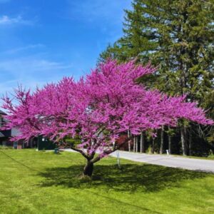 Alternative view of 14 Eastern Redbud Trees - 12-24" Stunning Spring Blooms - Zones 5-9 - Red Bud Trees Live Plants Outdoor - Fast Growing Cercis Canadensis in Pot
