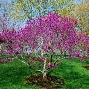12 Eastern Redbud Trees - 12-24" Stunning Spring Blooms - Zones 5-9 - Red Bud Trees Live Plants Outdoor - Fast Growing Cercis Canadensis Bareroot
