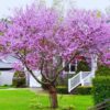 10 Eastern Redbud Trees - 12-24" Stunning Spring Blooms - Zones 5-9 - Red Bud Trees Live Plants Outdoor - Fast Growing Cercis Canadensis Bareroot