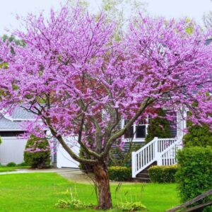 10 Eastern Redbud Trees - 12-24" Stunning Spring Blooms - Zones 5-9 - Red Bud Trees Live Plants Outdoor - Fast Growing Cercis Canadensis Bareroot