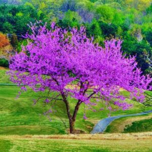 8 Eastern Redbud Trees - 12-24" Stunning Spring Blooms - Zones 5-9 - Red Bud Trees Live Plants Outdoor - Fast Growing Cercis Canadensis Bareroot