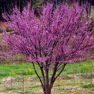 Alternative view of 6 Eastern Redbud Trees - 12-24" Stunning Spring Blooms - Zones 5-9 - Red Bud Trees Live Plants Outdoor - Fast Growing Cercis Canadensis Bareroot