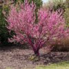 6 Eastern Redbud Trees - 12-24" Stunning Spring Blooms - Zones 5-9 - Red Bud Trees Live Plants Outdoor - Fast Growing Cercis Canadensis Bareroot