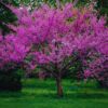 4 Eastern Redbud Trees - 12-24" Stunning Spring Blooms - Zones 5-9 - Red Bud Trees Live Plants Outdoor - Fast Growing Cercis Canadensis Bareroot