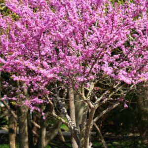Alternative view of 2 Eastern Redbud Trees - 12-24" Stunning Spring Blooms - Zones 5-9 - Red Bud Trees Live Plants Outdoor - Fast Growing Cercis Canadensis Bareroot