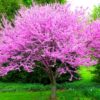 2 Eastern Redbud Trees - 12-24" Stunning Spring Blooms - Zones 5-9 - Red Bud Trees Live Plants Outdoor - Fast Growing Cercis Canadensis Bareroot