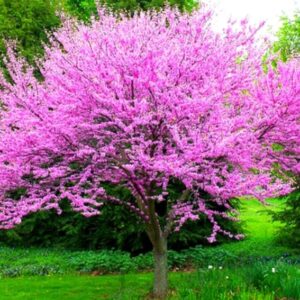 2 Eastern Redbud Trees - 12-24" Stunning Spring Blooms - Zones 5-9 - Red Bud Trees Live Plants Outdoor - Fast Growing Cercis Canadensis Bareroot