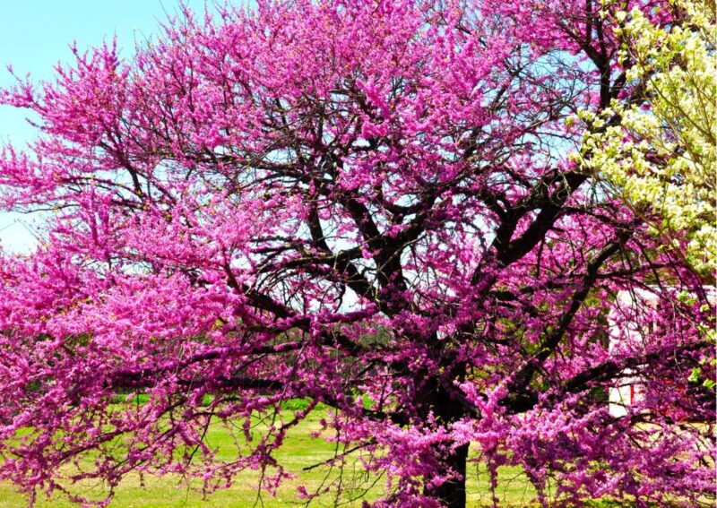 Purple Pink Redbud Tree Live Plant - 2-3 Ft - Zones 5-9 - 2 Year-Old Seedling Red Bud Trees Live Plants Outdoor Fast Growing - Image 4