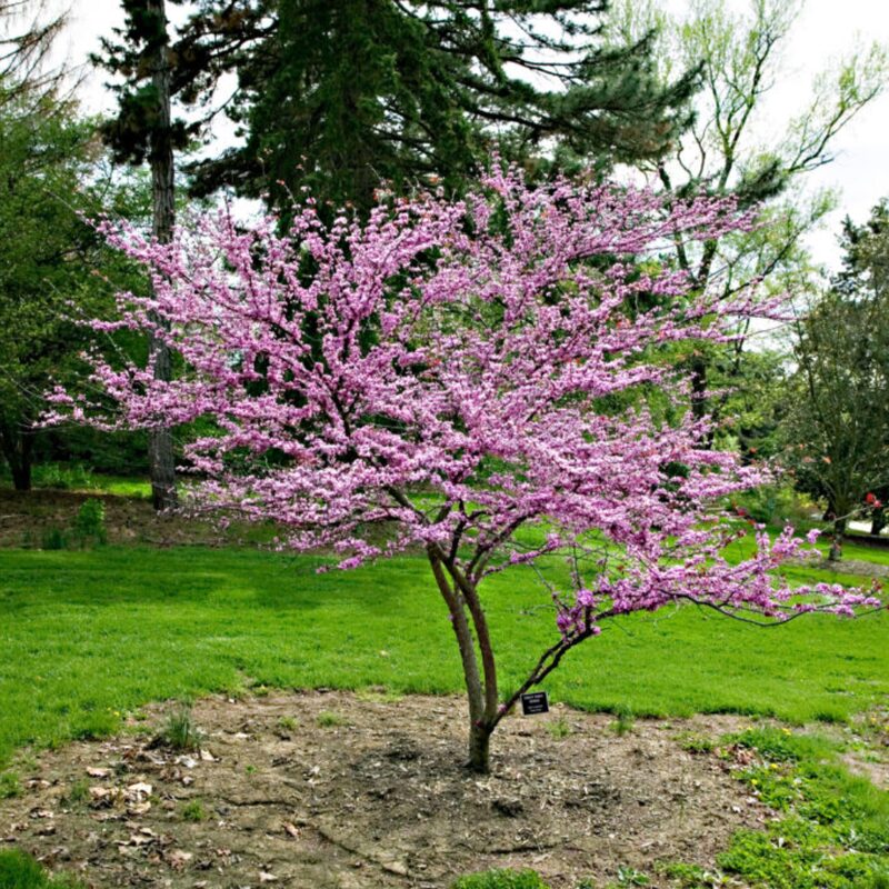 Purple Pink Redbud Tree Live Plant - 2-3 Ft - Zones 5-9 - 2 Year-Old Seedling Red Bud Trees Live Plants Outdoor Fast Growing - Image 3