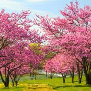 Alternative view of Purple Pink Redbud Tree Live Plant - 2-3 Ft - Zones 5-9 - 2 Year-Old Seedling Red Bud Trees Live Plants Outdoor Fast Growing
