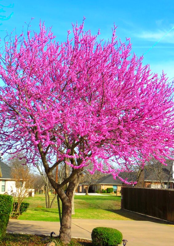 Purple Pink Redbud Tree Live Plant - 2-3 Ft - Zones 5-9 - 2 Year-Old Seedling Red Bud Trees Live Plants Outdoor Fast Growing