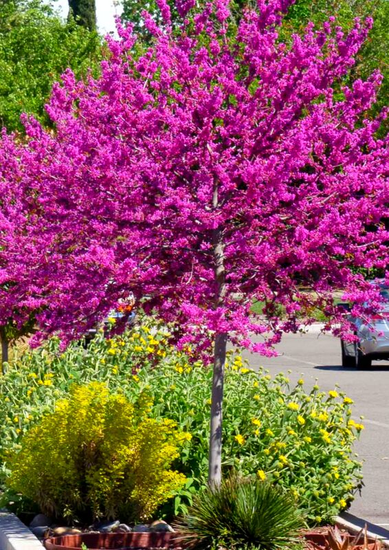 Pink Redbud Tree Live Plant - 2-3 Ft - Cercis Canadensis- Zones 5-9 - 2 Year-Old Seedling Red Bud Trees Live Plants Outdoor Fast Growing - Image 4