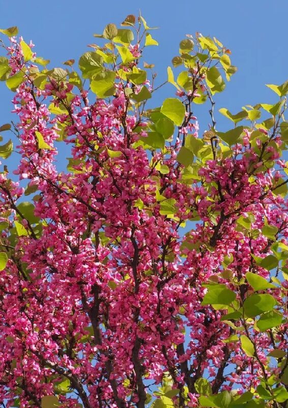 Pink Redbud Tree Live Plant - 2-3 Ft - Cercis Canadensis- Zones 5-9 - 2 Year-Old Seedling Red Bud Trees Live Plants Outdoor Fast Growing - Image 2