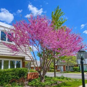 Pink Redbud Tree Live Plant - 2-3 Ft - Cercis Canadensis- Zones 5-9 - 2 Year-Old Seedling Red Bud Trees Live Plants Outdoor Fast Growing