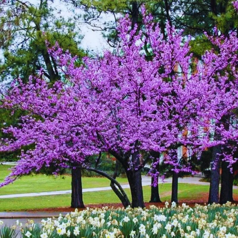 Rosy Pink Purple Redbud Tree Live Plant - 2-3 Ft - Zones 5-9 - 2 Year-Old Seedling Red Bud Trees Live Plants Outdoor Fast Growing