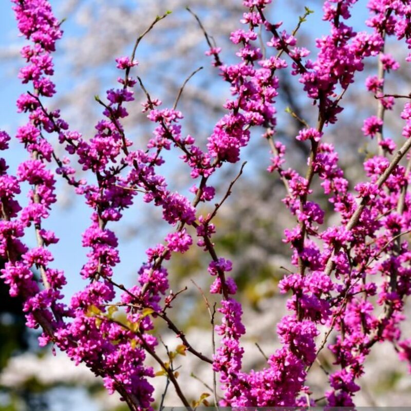 Pink Redbud Tree Live Plant - 2 to 3 Ft - Cercis - Zones 5-9 - 2 Year-Old Seedling Red Bud Trees Live Plants Outdoor Fast Growing - Image 4
