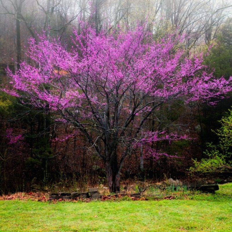 Pink Redbud Tree Live Plant - 2 to 3 Ft - Cercis - Zones 5-9 - 2 Year-Old Seedling Red Bud Trees Live Plants Outdoor Fast Growing - Image 3
